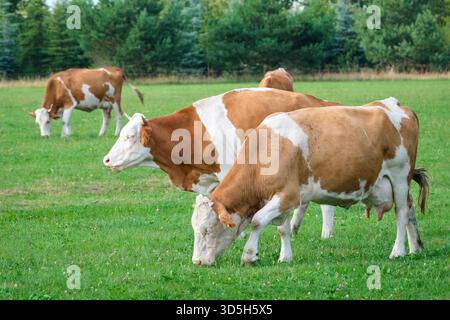 Mucche bianche e rossastre che pascolano pacificamente in un pascolo verde Foto Stock