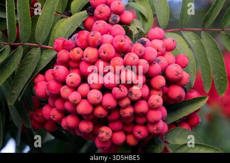 Primo piano con le bacche di Sorbus aucuparia Foto Stock