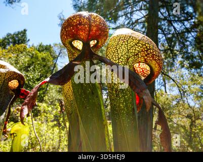 La luce splende attraverso le cappe carnivore delle carnivore di Cobra Lily (Darlingtonia californica), California settentrionale Foto Stock