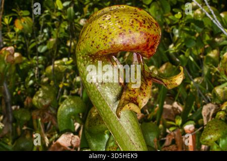 Vista laterale della carnivora matura di Cobra Lily (Darlingtonia californica), California settentrionale Foto Stock