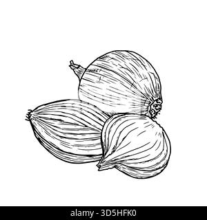 Cipolla, intera e tagliata in anelli e fette, disegnare. Illustrazione vettoriale. Verdure e spezie di fattoria, isolate su sfondo bianco. Per le ricette, uomini Illustrazione Vettoriale