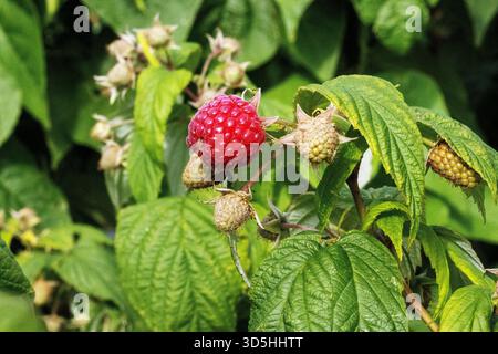 Frutta e foglie di lampone coltivate a maturazione in un giardino all'inglese con attrezzi di assegnazione e letti sullo sfondo Foto Stock