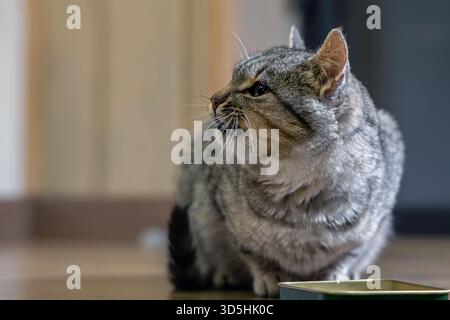 Gatto Tabby che guarda lontano accanto alla ciotola vuota. Un gatto da tabby grigio siede su un pavimento di legno accanto a un piatto vuoto, girando la testa per apparire fuori schermo. Foto Stock