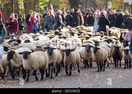 Eine Schafherde zieht über die Wöhrder Wiese, Nürnberg, 16.11.2025 Eine Schafherde mit etwa 600 Tieren zieht unter der Leitung von Schäfer Thomas Gackstatter über die Wöhrder Wiese in Nürnberg. Der jährliche Schafzug führt im Herbst durch das Stadtgebiet von Nürnberg in Richtung der Winterweiden bei Fürth. Nürnberg Bayern Deutschland *** Un gregge di pecore si muove attraverso il Wöhrder Wiese, Norimberga, 16 11 2025 Un gregge di pecore con circa 600 animali si muove attraverso il Wöhrder Wiese a Norimberga sotto la guida del pastore Thomas Gackstatter la processione annuale delle pecore conduce attraverso la città di Foto Stock
