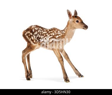 Cervo rosso fawn, cervo elafo, di poche ore, camminando su sfondo bianco Foto Stock