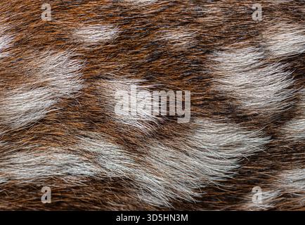 Foto macro dettagliata di una pelliccia di cervo rosso di poche ore, evidenziandone il motivo unico e la delicata consistenza Foto Stock