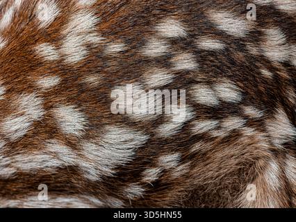 Vista dettagliata del cappotto maculato di un giovane cervo rosso, evidenziando la consistenza e il motivo della sua pelliccia Foto Stock