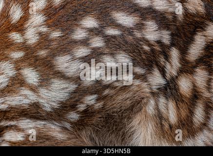 Vista dettagliata del cappotto maculato di un giovane cervo rosso, evidenziando la consistenza e il motivo della sua pelliccia Foto Stock
