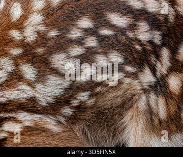 Vista dettagliata del caratteristico cappotto maculato di un cervo rosso neonato, che mette in risalto la morbidezza della texture e il motivo mimetico Foto Stock