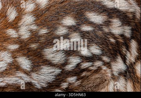 Vista dettagliata del cappotto maculato di un giovane cervo rosso, evidenziando la consistenza e il motivo della sua pelliccia Foto Stock