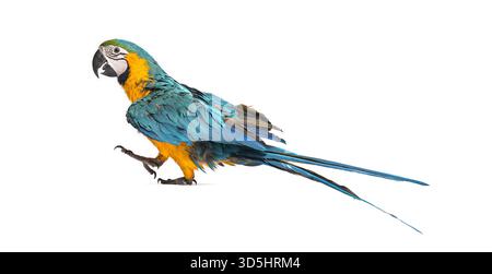 Giovane Macao blu e giallo - ara ararauna - camminando su uno sfondo bianco, isolato Foto Stock