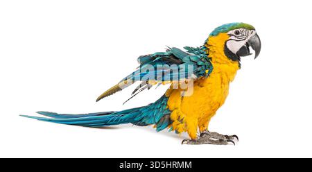L'acquavite blu e giallo di otto mesi mostra un piumaggio colorato su sfondo bianco Foto Stock