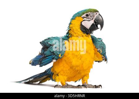Giovane Macao blu e giallo, ara ararauna, di otto mesi, su sfondo bianco Foto Stock