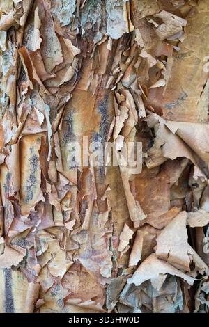 Paperbark Maple bark Acer griseum tree Foto Stock