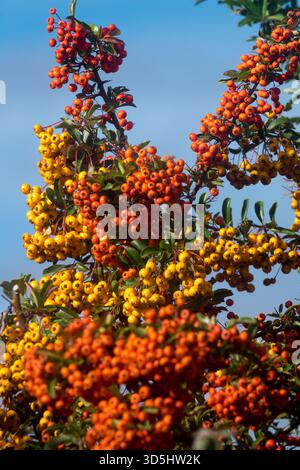 Pyracantha coccinea, Firethorn Pyracantha Garden Foto Stock