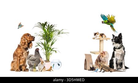 Grande gruppo di animali domestici seduti insieme, compresi cani, gatti, uccelli, rettili, e pesci, isolati sul bianco Foto Stock