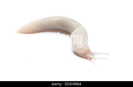La lumaca leopardata bianca, il limax maximus, un albino o una candida a variazione di colore, strizza su uno sfondo bianco Foto Stock