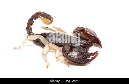 Scorpione europeo dalla coda gialla, euscorpius flavicaudis, aracnide velenoso isolato su bianco Foto Stock
