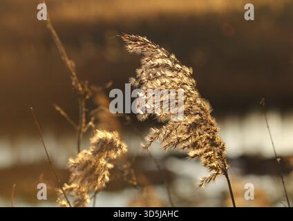 Un primo piano della canna comune, Phragmites australis, illuminata dalla luce invernale. Foto Stock