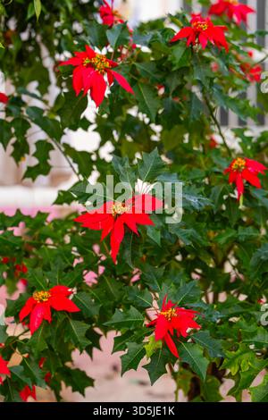 Pianta poinsettia festiva che mostra bratti rossi accesi tra foglie verdi frastagliate Foto Stock