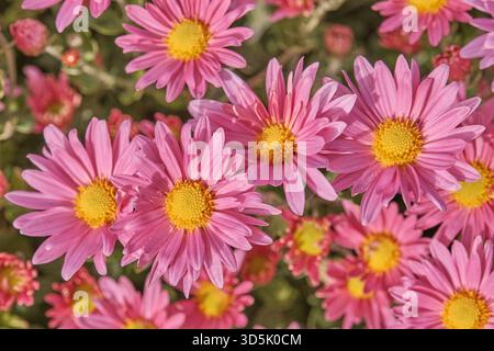 Vista ravvicinata di fiori rosa chiaro di crisantemo o mamme. Vivaci petali di razza rosa e luminosi centri gialli. Temi autunnali e giardinaggio. Foto Stock