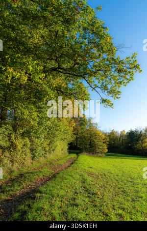 Sentiero sul bordo della foresta in autunno Foto Stock