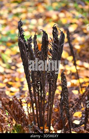Fronde fertili autunnali marroni di rubinetto o felce di struzzo Matteuccia Struthiopteris e foglie cadute nel giardino britannico novembre Foto Stock