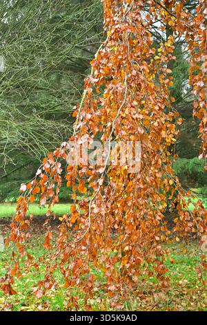 Ricco fogliame autunnale marrone di faggio piangente, Fagus sylvatica "Purple Fountain" giardino britannico novembre Foto Stock