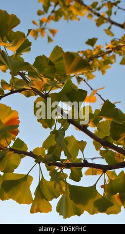 Primo piano di rami con foglie verdi e gialle del Ginkgo biloba Foto Stock
