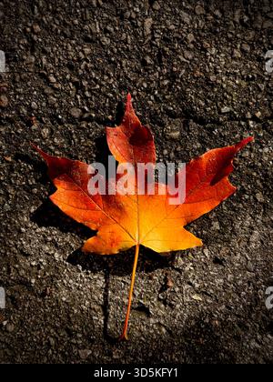 Foglia di acero Foto Stock