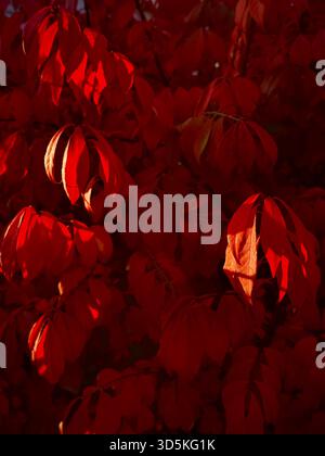 Foglie rosse Foto Stock