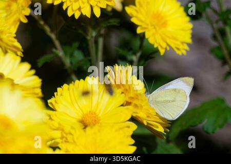 Grande bianco nel Giardino Botanico Nazionale della Georgia. Foto Stock