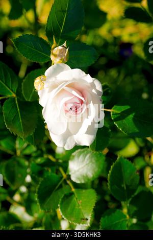 Primo piano verticale di una delicata rosa monopetalo bianca o rosa pallido con spiccate stampe scure su un morbido sfondo bokeh verde Foto Stock
