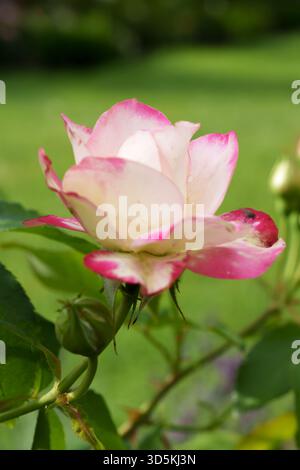 Rosa pallido e illuminato dal sole, 'New Dawn', che si arrampica su un fiore di rosa circondato da boccioli verdi chiusi su uno sfondo verde scuro del giardino. Foto Stock