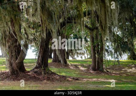 Gruppo di grandi querce mature, muschio spagnolo appeso ai rami, luce del sole che sbircia. Foto Stock