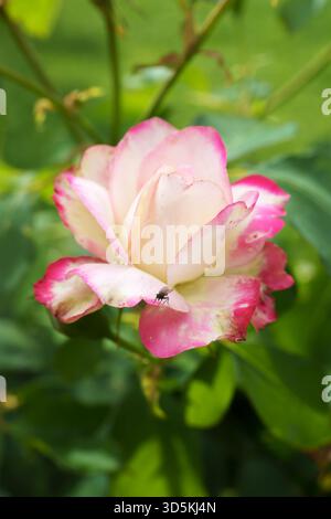 Rosa pallido e illuminato dal sole, 'New Dawn', che si arrampica su un fiore di rosa circondato da boccioli verdi chiusi su uno sfondo verde scuro del giardino. Foto Stock