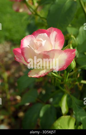 Rosa pallido e illuminato dal sole, 'New Dawn', che si arrampica su un fiore di rosa circondato da boccioli verdi chiusi su uno sfondo verde scuro del giardino. Foto Stock