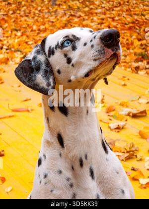Un cane dalmata con occhi blu e macchie bianche si erge su una superficie gialla. Il cane sta guardando la telecamera Foto Stock