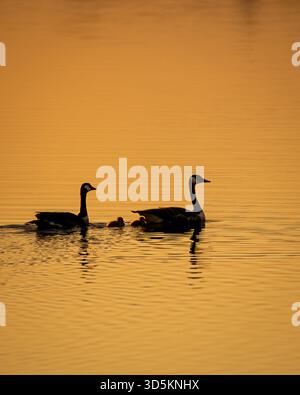 Due oche canadesi adulti che nuotano con le loro slitte durante l'ora d'oro, creando una calda e tranquilla scena familiare sull'acqua. Foto Stock