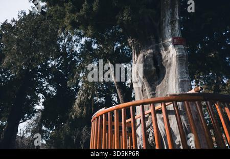 Antico cipresso protetto da una ringhiera in legno nel giardino imperiale della città Proibita Foto Stock