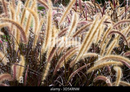 Pennisetum setaceum 'Rubrum', Purple Fountain Grass, Beautiful, Garden, Grasse, panicle fiorite autunnali al sole autunnale Foto Stock