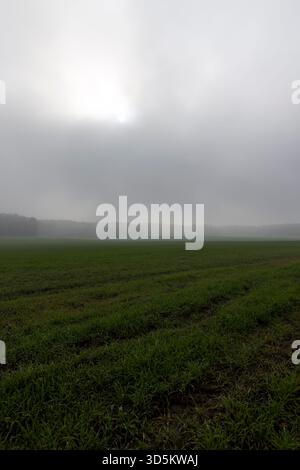 grano verde in pieno autunno con clima nuvoloso con fitta nebbia, campo agricolo con germogli di grano verde con clima nuvoloso senza sole luminoso Foto Stock