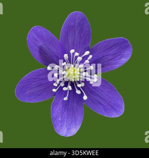 Fiore di epatica su sfondo verde isolato, fotografato da distanza ravvicinata Foto Stock