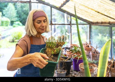 Donna anziana che intatta con cura una grande pianta di cactus all'interno di una serra soleggiata, godendo del suo hobby di giardinaggio con varie succulente e piante surrogate Foto Stock