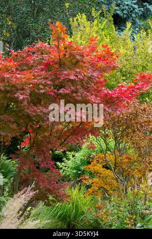 Vivace fogliame autunnale rosso di acero giapponese, Acer palmatum "Arianna" in un giardino colorato, ottobre Foto Stock