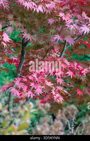 Un albero d'acero giapponese (Acer palmatum) con foglie rosa e rosse su un ramo di un giardino. Foto Stock