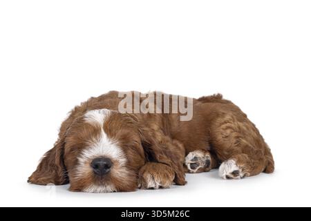 Simpatico Tuxedo Labradoodle, noto anche come cucciolo Cobberdog, che si addormenta velocemente. Occhi chiusi. Isolato su sfondo bianco, Paesi Bassi Foto Stock