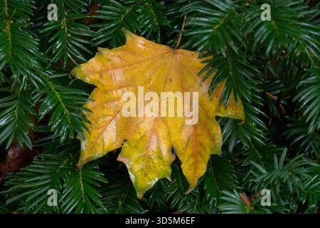 Una singola foglia di acero giallo, arancione e rosso autunnale Sycamore giace su un letto di aghi di tasso verde scuro Foto Stock
