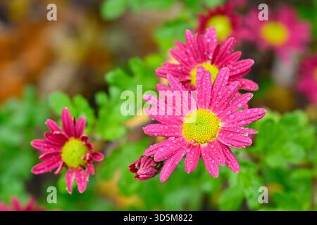 Vividi fiori autunnali di color magenta rosa e giallo di crisantemo o Dendranthema "Venere" nel giardino del Regno Unito di novembre Foto Stock