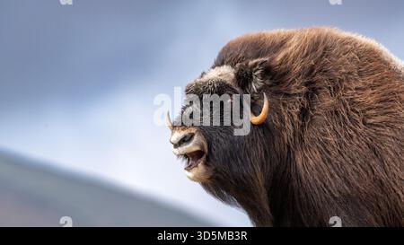 Musk bue - Ovibos moschatus - nel Parco Nazionale di Dovrefjell-Sunndalsfjella, Norvegia Foto Stock